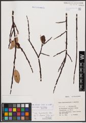 Salix bicolor Ehrh. ex Willd.